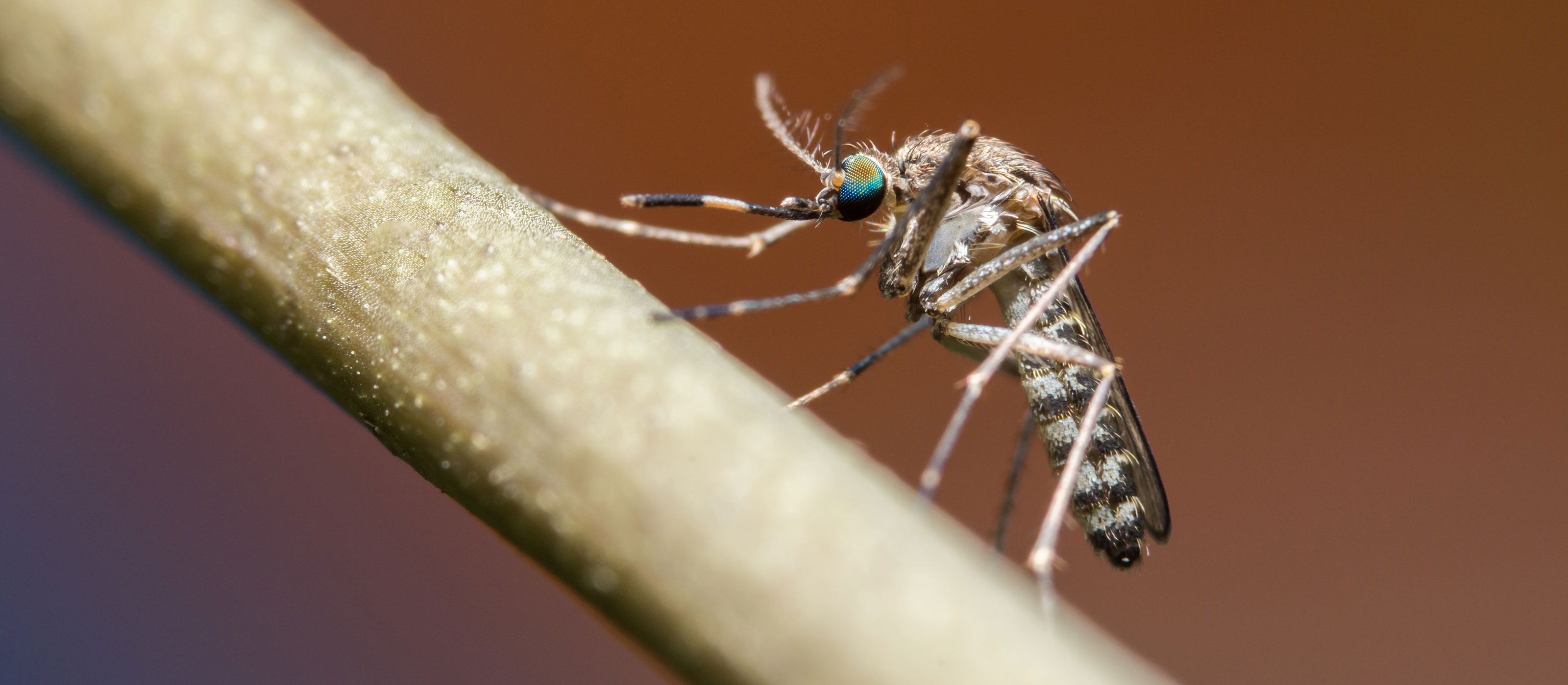 Por qué necesitamos a los mosquitos: Entender el ciclo de vida de los mosquitos